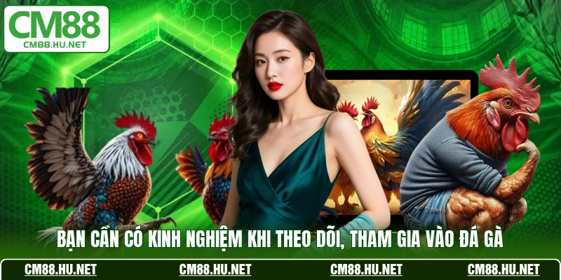 Bạn cần có kinh nghiệm  khi theo dõi, tham gia vào đá gà 