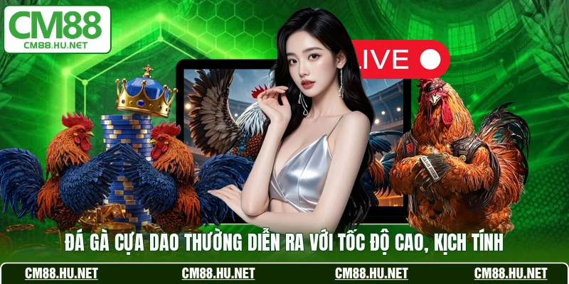 Đá gà cựa dao thường diễn ra với tốc độ cao, kịch tính