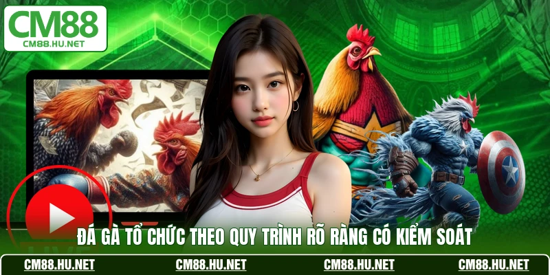 Đá gà tổ chức theo quy trình rõ ràng có kiểm soát