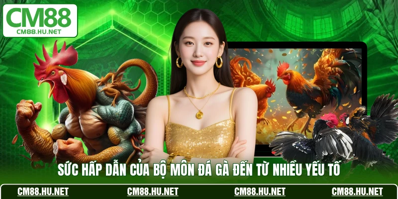 Sức hấp dẫn của bộ môn đá gà đến từ nhiều yếu tố 